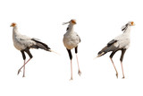 Fototapeta Sawanna - Set of theee secretary birds, isolated on white background