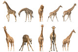 Fototapeta Sawanna - Set of ten giraffe portraits, isolated on white background