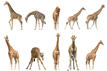 set of ten giraffe portraits, isolated on white background