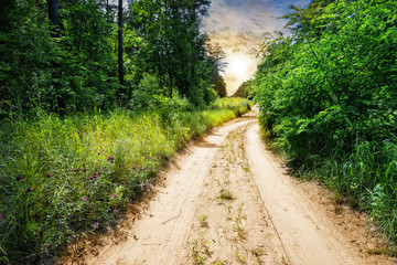 Wall Mural - country road in forest with green grass and trees