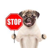 Dog Holding Stop Sign. Isolated On White Background