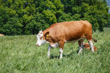 Cows grazing on the pasture