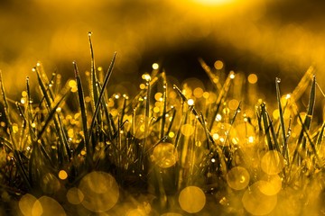 Wall Mural - Wet grass with morning dew macro