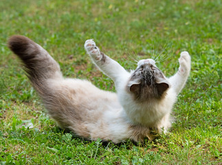 Sticker - ragdoll cat in garden