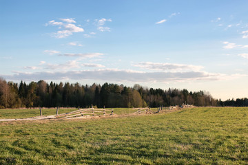 Canvas Print - summer field wild pasture