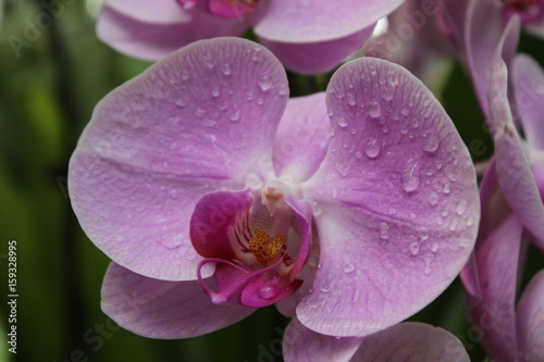 orchidea-ogrody-botaniczne-w-singapurze