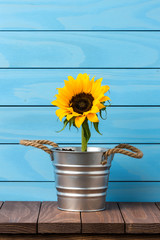 Wall Mural - Sunflower in silver pot