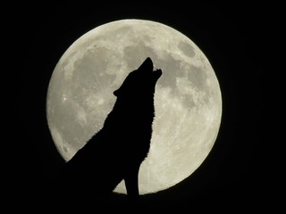 Naklejka na meble wycie wilka przy pełni księżyca