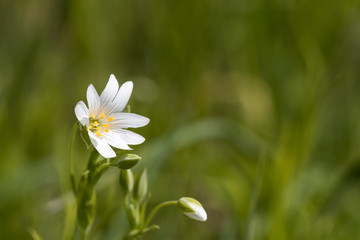 White summer flower closeup