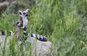 Lemurs are sitting among the green grass