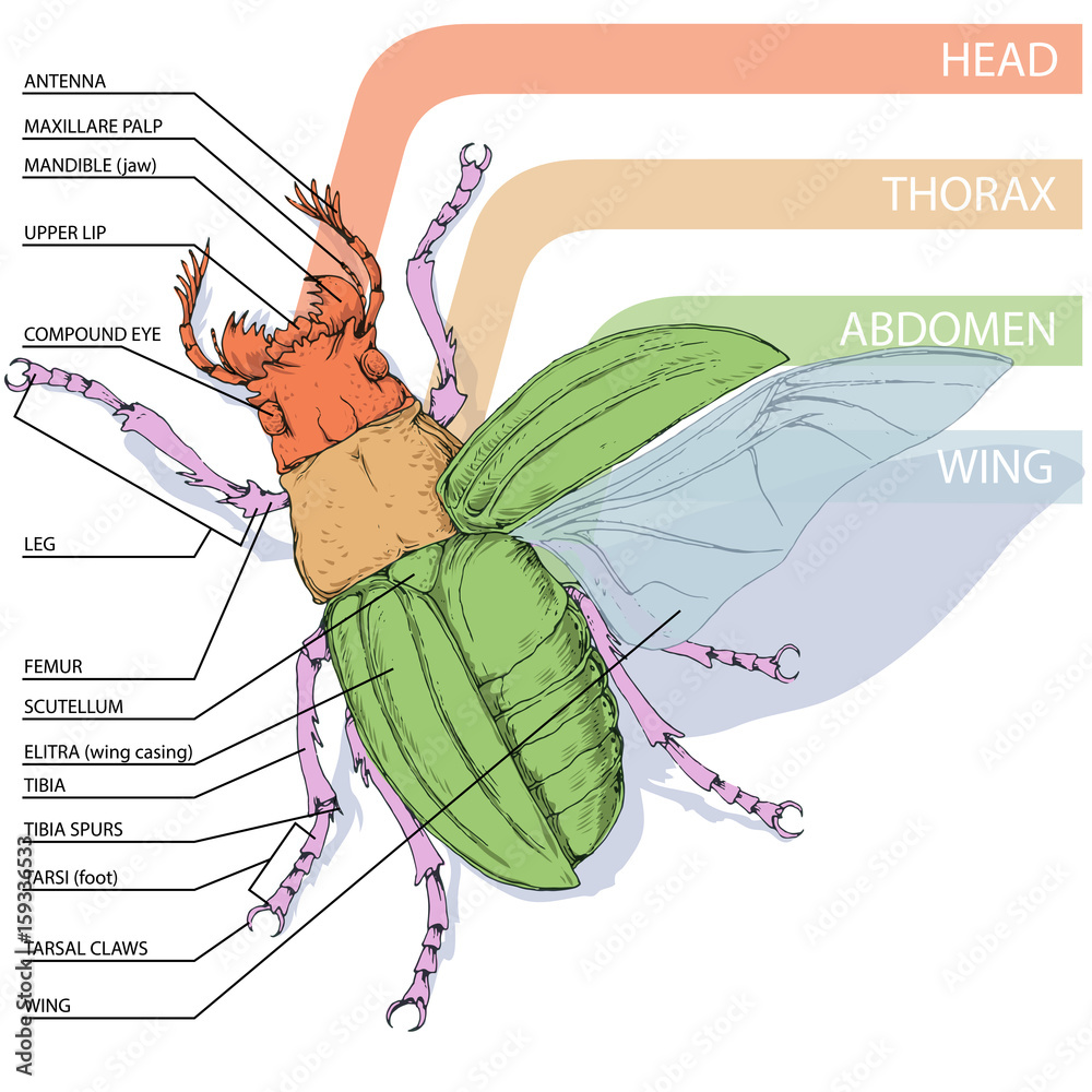 The structure of the beetle. Vector diagram Stock Vector | Adobe Stock