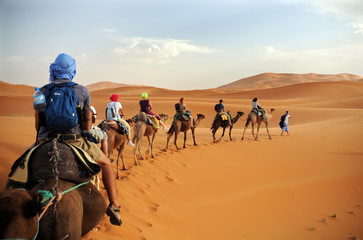 Caravan going through the sand dunes in the Sahara Desert, Morocco - Merzuga - tourist visit the desert  on camels during the holidays - adventure and freedom during a trip , safari - organized travel