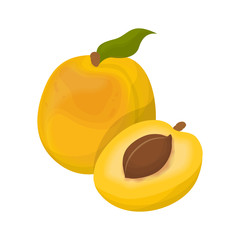 Sticker - Isolated apricot fruit