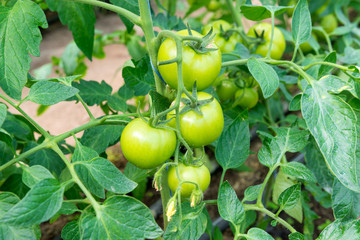 Wall Mural - Tomato seedling before planting into the soil, greenhouse plants, drip irrigation, greenhouse cultivation of tomatoes in agriculture, hard-working farmer hands