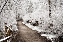 Winter Path
