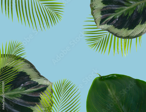 Naklejka na szafę Tropikalne zielone egzotyczne liście na niebieskim tle