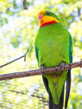 Superb Parrot Polytelis Swainsonii On A Branch At The Zoo