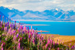 Landscape view of Lake Tekapo, flowers and mountains, New Zealand