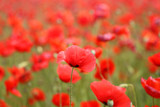 Fototapeta Maki - Photo of beautiful red poppies