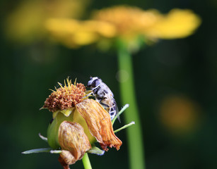 Food aphid fly