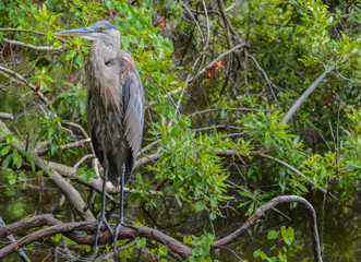 Wall Mural - A Great Blue Heron (ardea herodias) resting on a branch at McGough Nature Park in Largo, Florida USA