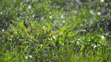 Poster - Rain shower in sunshine weather. Green grass background