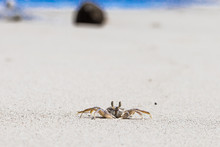 Crab On Beach With White Sand And Blue Sea Contrast Background