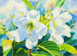 Watercolor painting realistic flowers white color of herald's trumpet flower and green leaves.