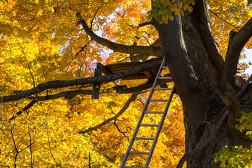 hunting tree stand. michigan bow hunters homemade tree stand surrounded by the vibrant colors of a l