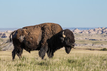 American Bison Sticking Out Its Tongue In Badlands South Dakota