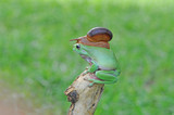 Fototapeta Zwierzęta - dumpy frog, frogs, tree frog, snails,
