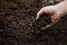 Soil In Hand For Planting