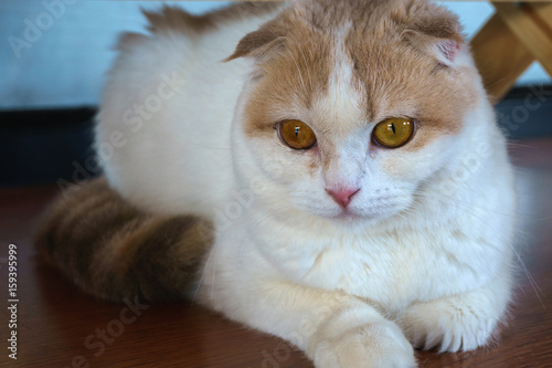 Calico Scottish Fold Cat Looking At Camera Buy This Stock Photo
