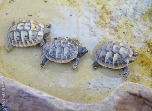 Zdjęcie XXL dzieci hermannów żółwi