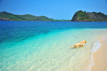 Wall Mural - Golden Retriever Dog Relaxing on Beach 