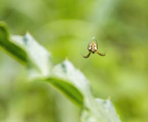 Wall Mural - small garden spider