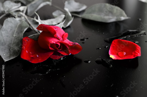 Rosa Rossa In Bianco E Nero Buy This Stock Photo And