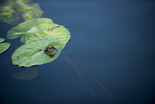 Frog On A Waterlily Leaf In Danube Delta, Romania, In A Summer Day