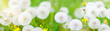 Banner with nature flowers background - web header template - website simple design