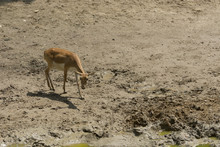 Pretty Baby Deer Looking For Food, In A Summer Day At The Zoo, Muddy Place With Dirty Water