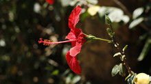 Side View Of A Red Hibiscus Flower