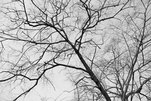Dry Tree Branches In The Forest, Black And White.