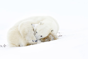 Wall Mural - polar bear mother (ursus maritimus) sleeping on tundra with new born cub sheltering, wapusk national