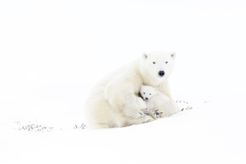 Wall Mural - polar bear mother (ursus maritimus) playing with two new born cubs, wapusk national park, manitoba, 