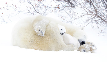 Wall Mural - polar bear mother (ursus maritimus) sleeping on tundra with new born cub sheltering, wapusk national
