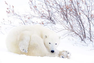 Wall Mural - polar bear mother (ursus maritimus) lying down on tundra looking at camera, wapusk national park, ma