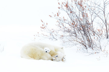 Wall Mural - polar bear mother (ursus maritimus) sleeping on tundra with new born cub sheltering, wapusk national