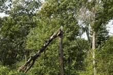 Landscape With A Broken Tree In Letea Forest, Natural Reservation, Danube Delta Area, Romania; No Human Intervention Aloud