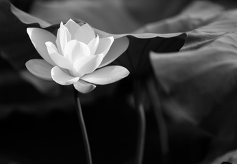 lotus in black and white