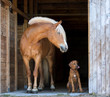 Horse with a rhodesian ridgeback puppy on black background.